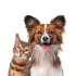 Animais e Pets